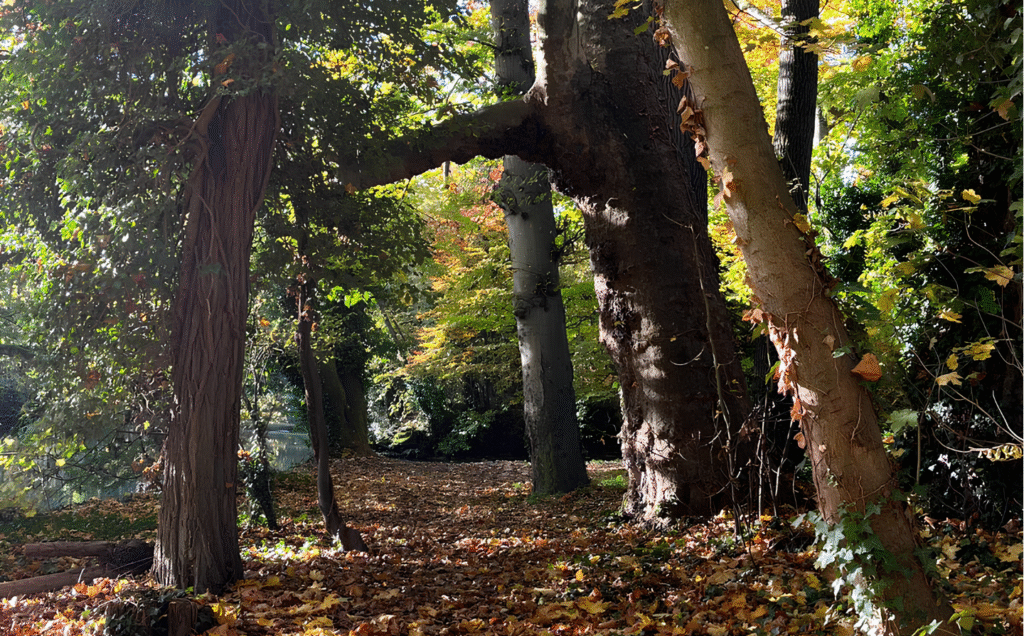 cabinet psychotherapie giancola veronique chalons en champagne