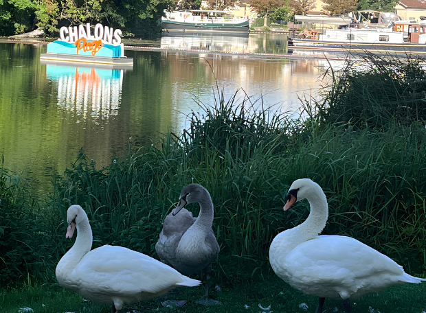 cabinet veronique giancola psychotherapeute grand est